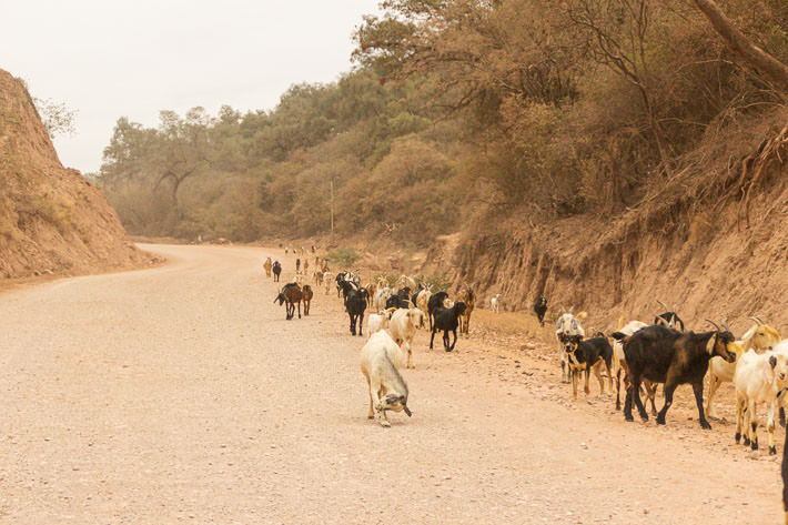 We ran into goats along the way