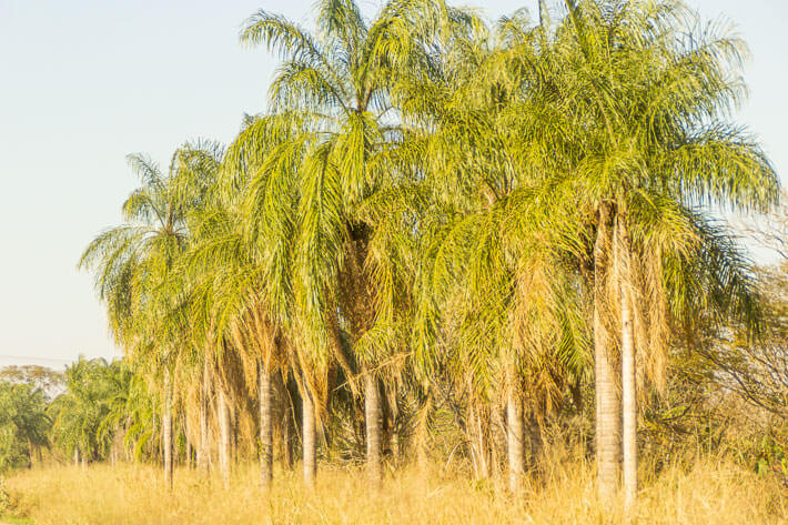 Palm trees abound in the region of Santa Cruz