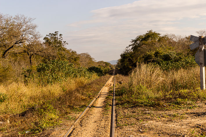 A railroad surrounded by vegetation