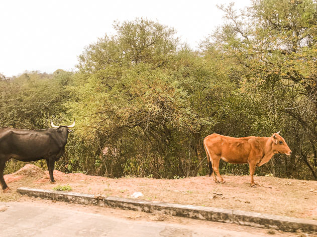 Animals on the side of the road are a usual entertainment when driving around Bolivia