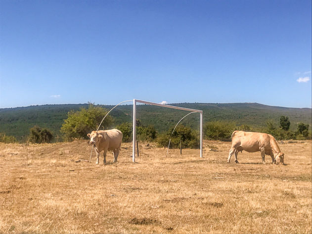 Cows in a football field near Monasterio de la Sierra