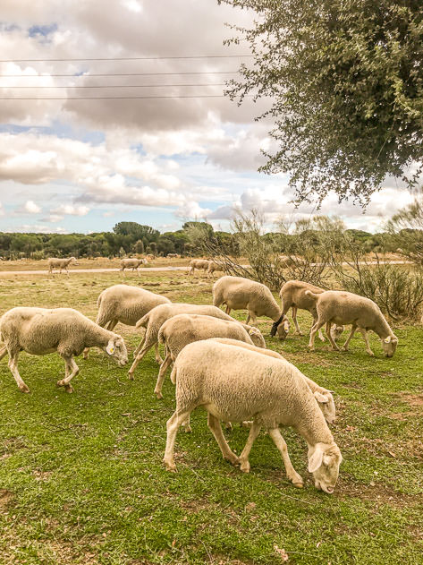 Cute sheeps in Monte del Pilar