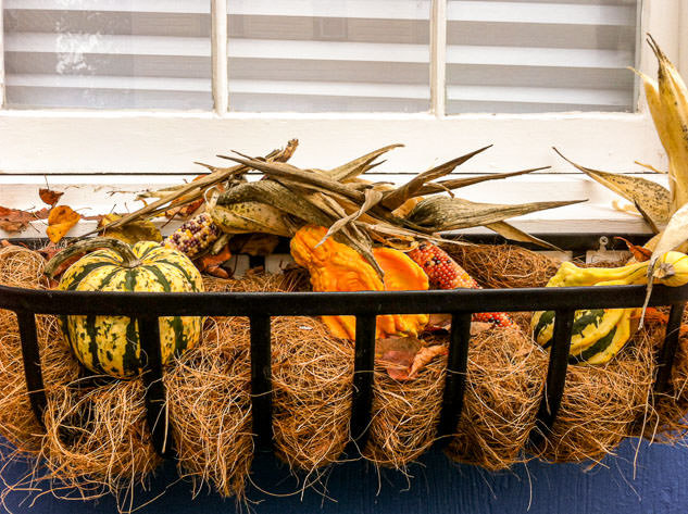 Corn and pumpkins in various colors