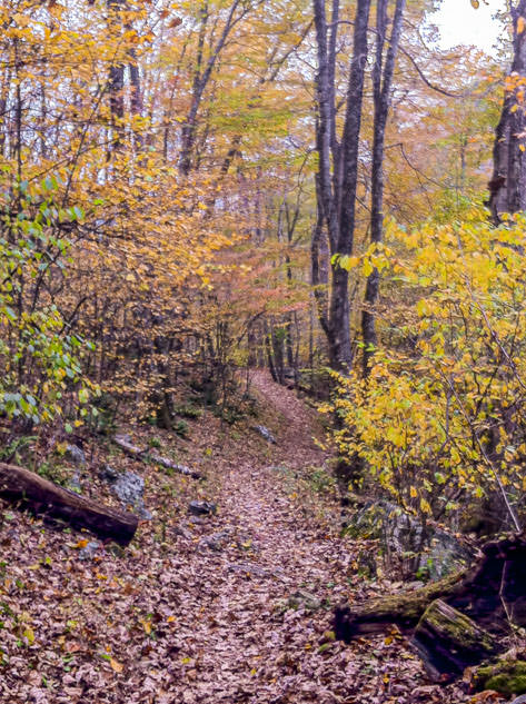 Walking in the middle of the forest