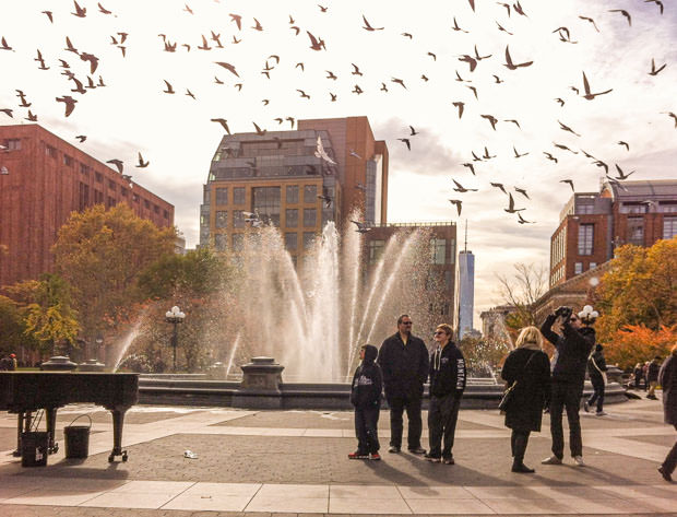 Birds flying over Washington Square