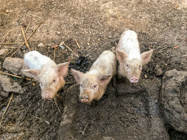 Cute piglets in a farm