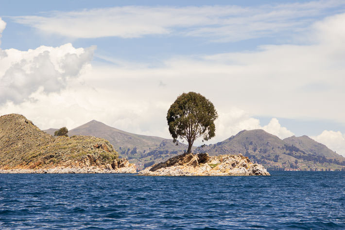 Lonely tree on our boat ride to Isla del Sol