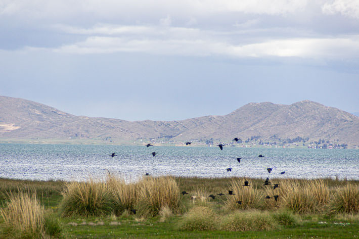 Birds flying over lake Titicaca around Huarina