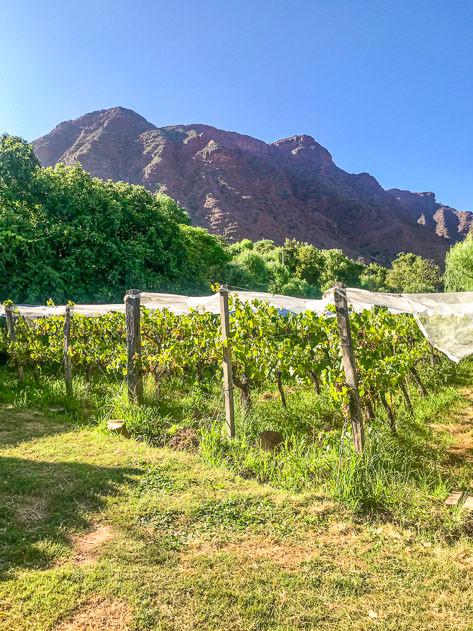 Grapes and mountains
