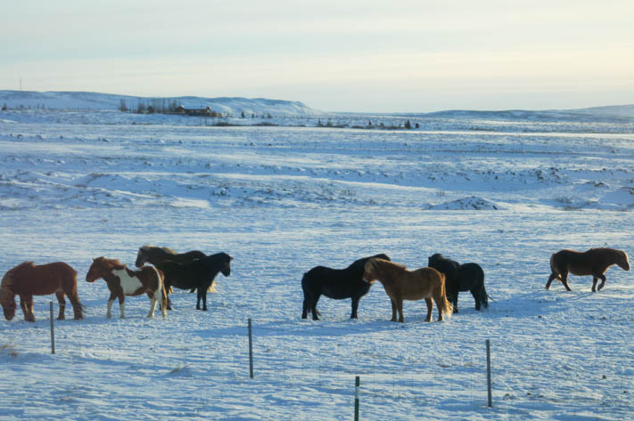 Icelandic horses reminded me of the Basque pottokas