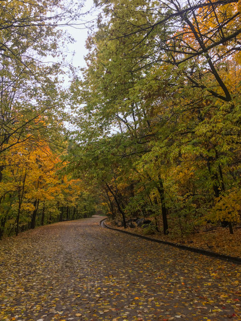 Fall colors in Mont Royal