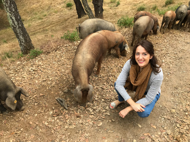 Seeing pigs in the wild thanks to the guided tour with Jamones Eíriz