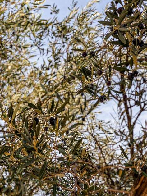 Olive trees abound around Canillas de Aceituno