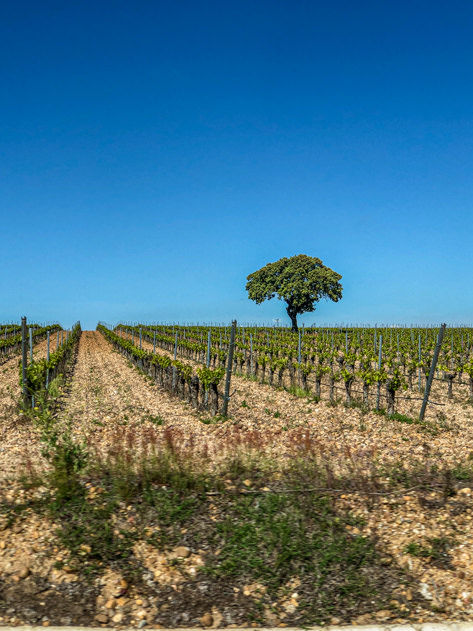 Ribera de Duero vineyards in the province of Valladolid