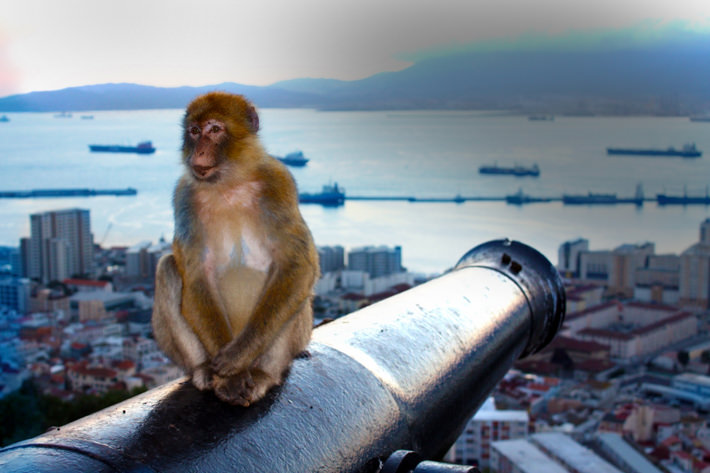 A Barbary macaque in Ape's Den (credit: Visit Gibraltar)