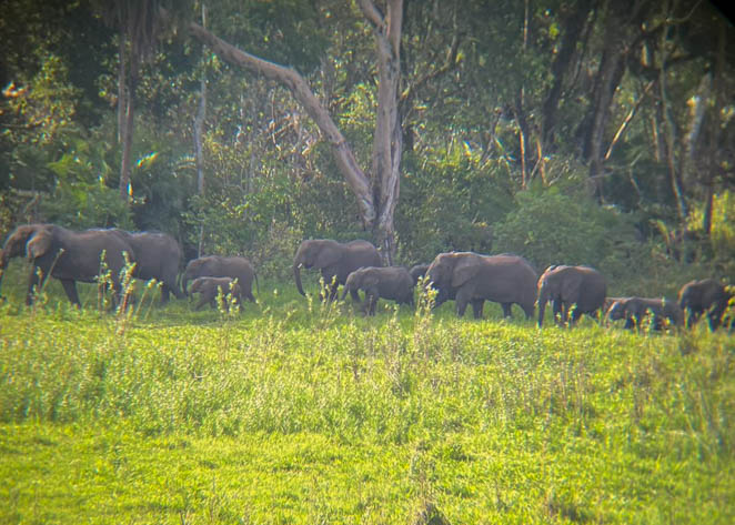 Elephants on the go in Chebera-Churchura National Park