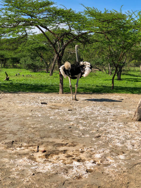 Ostrich in Abyatta-Shalla National Park