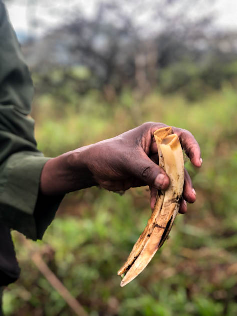 Warthog horns in Chebera-Churchura National Park