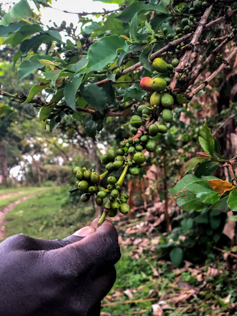 Ethiopian coffee in an Ari village