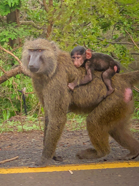 Monkey with her baby