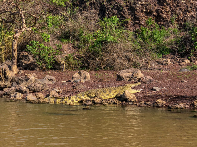 Nile crocodile in Nech Sar National Park