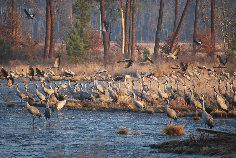 Parc naturel régional des Landes de Gascogne (credit: https://www.tourismelandes.com/)