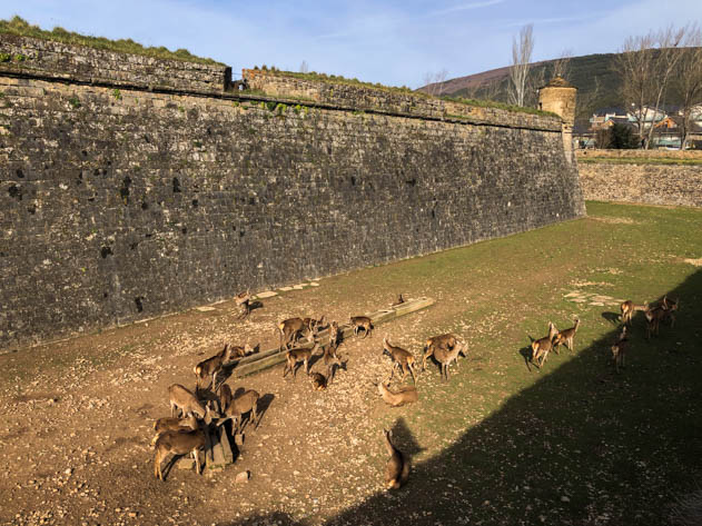 Grazing deer in the Ciudadela