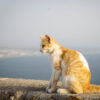 things to do in Agadir_cat in Agadir Oufella