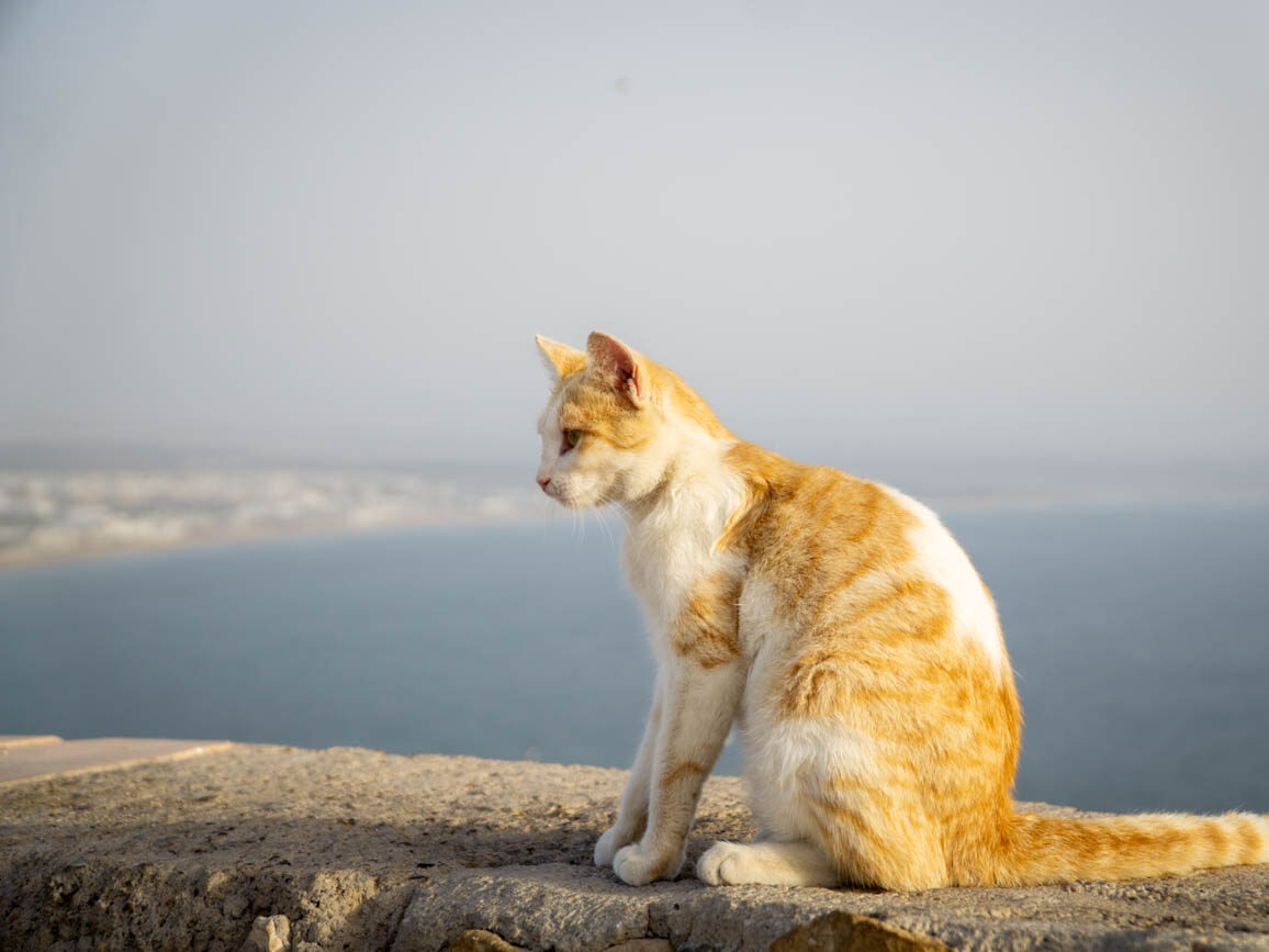 things to do in Agadir_cat in Agadir Oufella