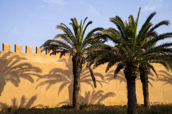 Sunset light reflecting palm trees