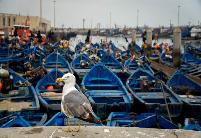 The blue boats of Essaouira are a must-see