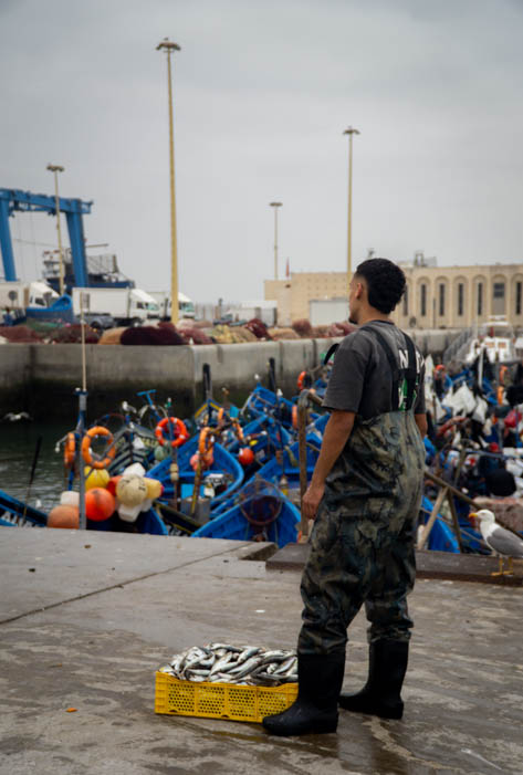 A fisherman with his fresh catch in the port of Essaouira