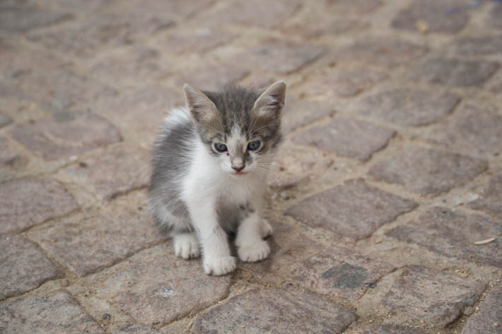 A cute little street cat