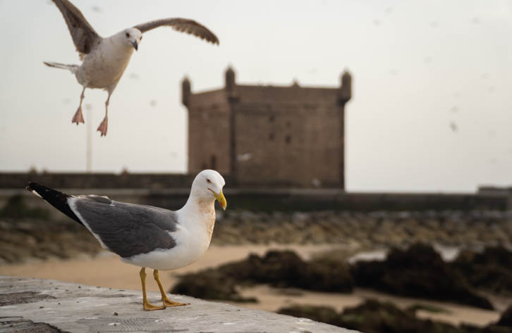 Seagulls near the iconic Sqala du Port