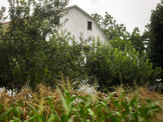 Amish farm and cornfields